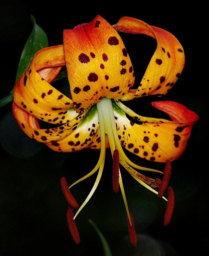 {Lilium superbum}